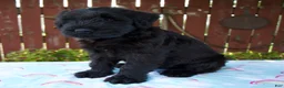 Giant Schnauzer dogs for sale: Lucas - Ad 2
