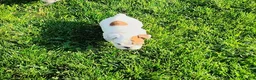 English Bulldog dogs for sale: Rory - Ad 9