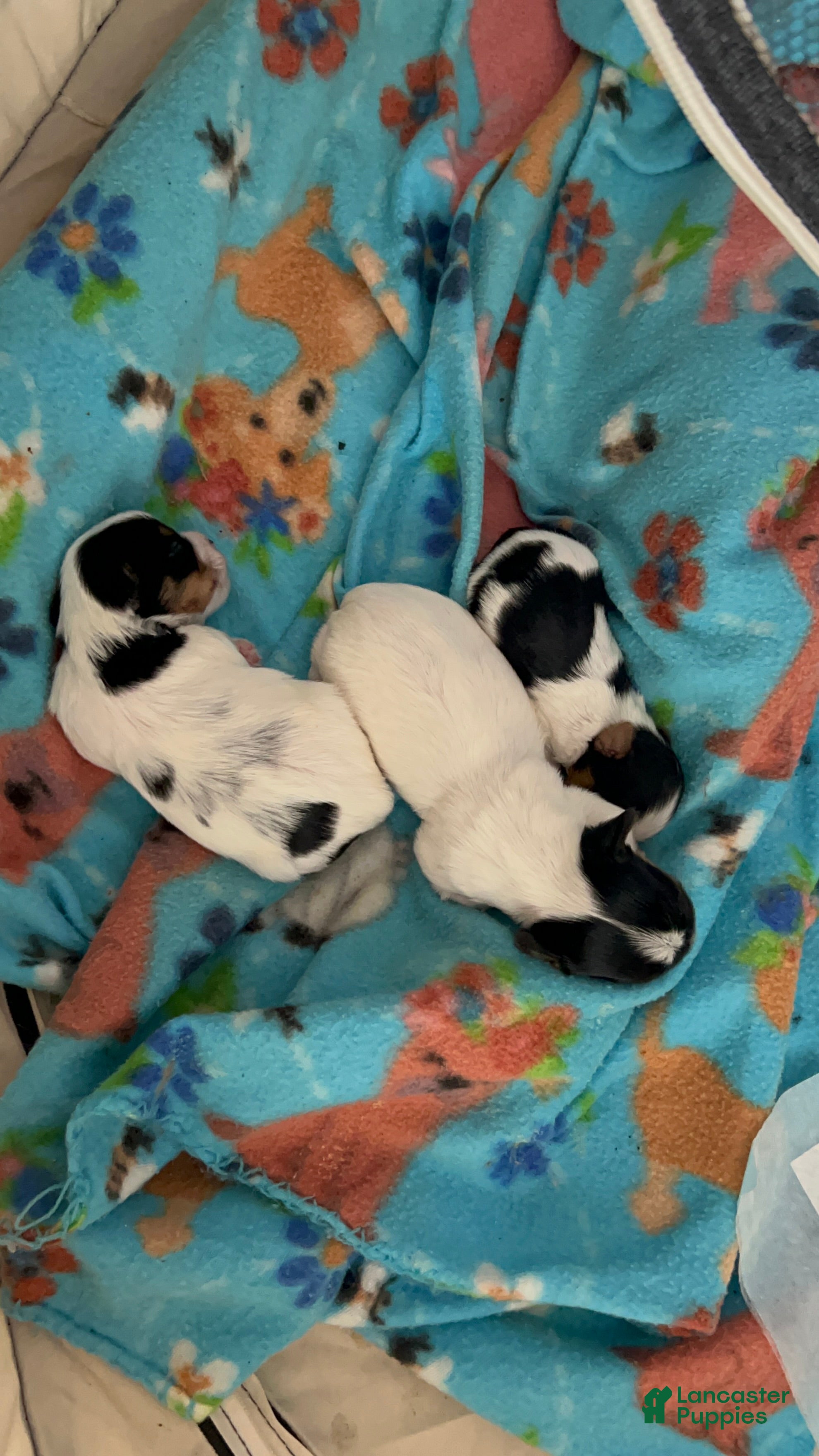 Yorkshire Terrier dogs for sale: Yorkshire Terrier Puppy 2 - Ad 2