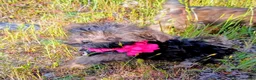 Chorkie dogs for sale: Sweet Pea - Ad 1