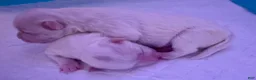 Maltese dogs for sale: Maltese 1 - Ad 5