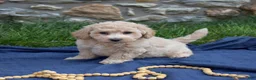 Bichpoo dogs for sale: Putter - Ad 7