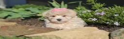 Maltipoo dogs for sale: Cinnamon - Ad 4