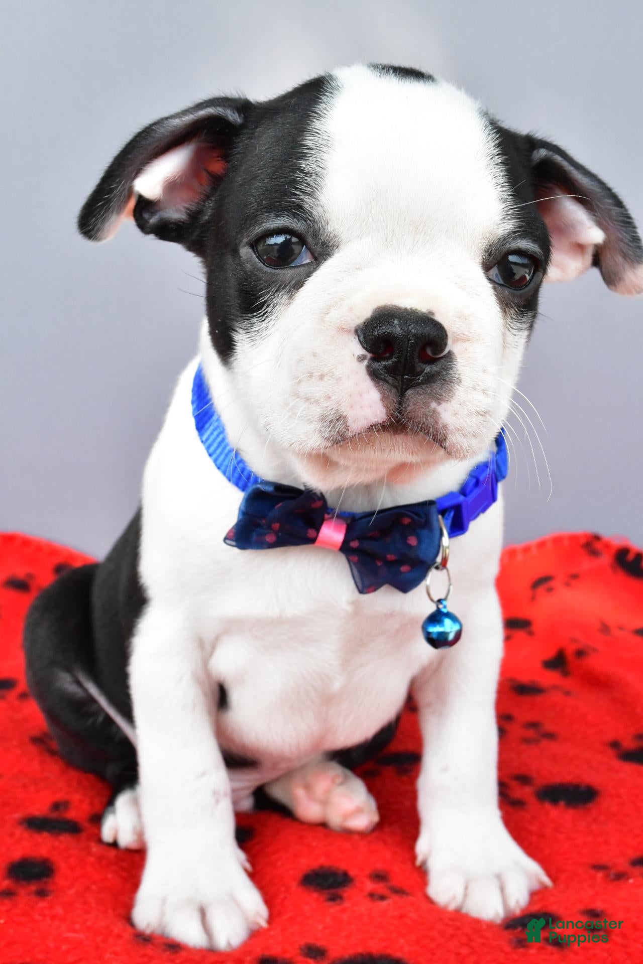 Boston Terrier dogs Sylis - Ad 1