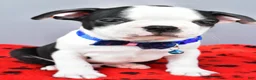 Boston Terrier dogs for sale: Sylis - Ad 1