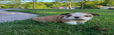Zander