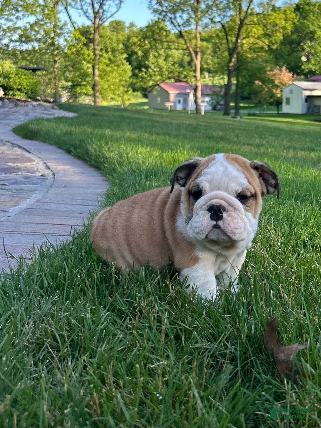English Bulldog dogs for sale: Zander - Ad 1