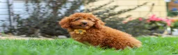 Miniature Poodle dogs for sale: Blake - Ad 4