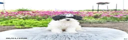 Bichpoo dogs for sale: Miss Patty - Ad 10