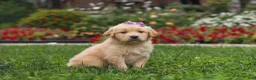 Golden Retriever dogs for sale: Becky - Ad 4