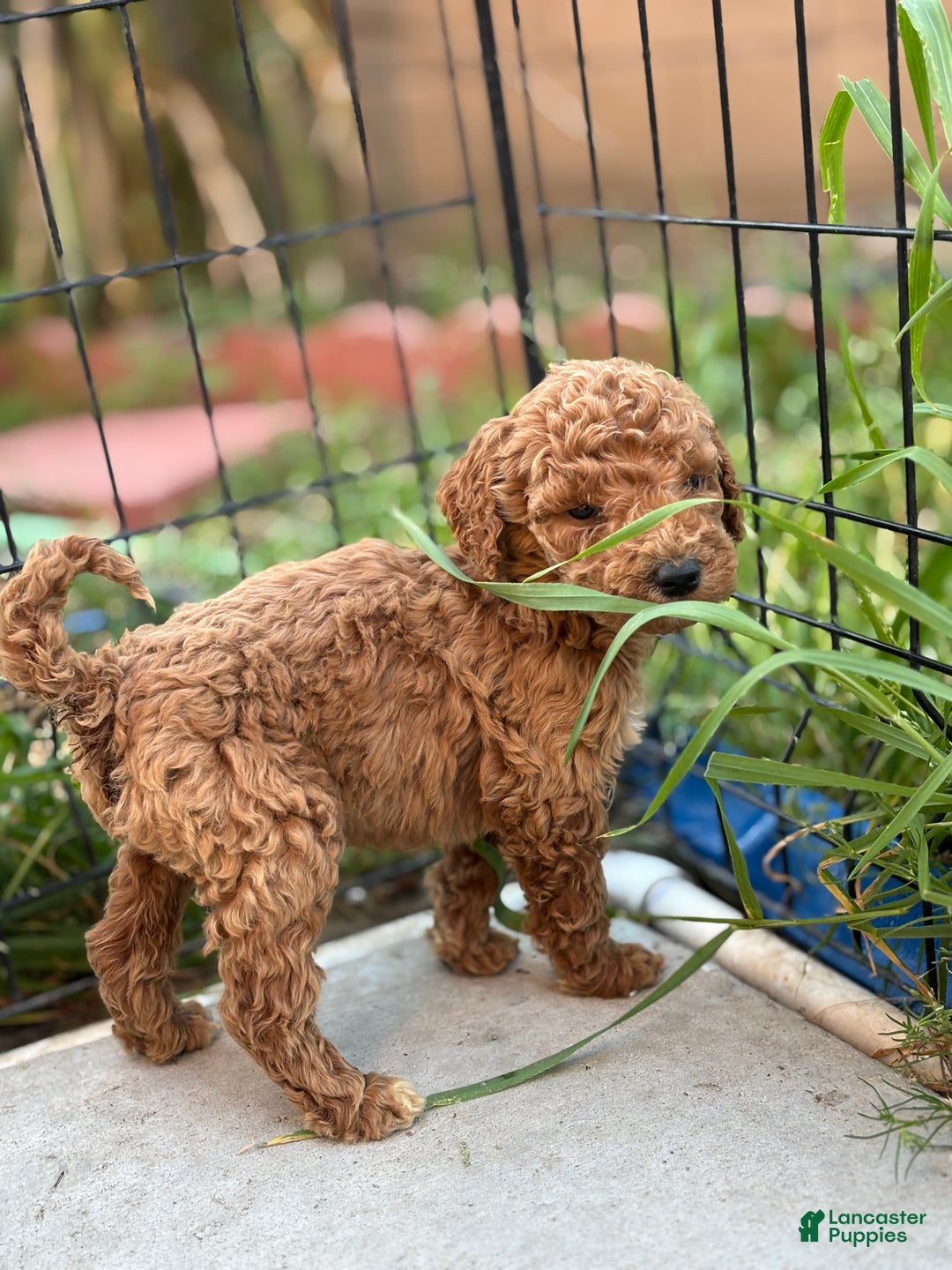 Standard Poodle dogs for sale: Frank - Ad 3