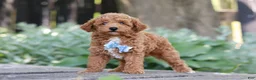 Miniature Poodle dogs for sale: Sawyer - Ad 4