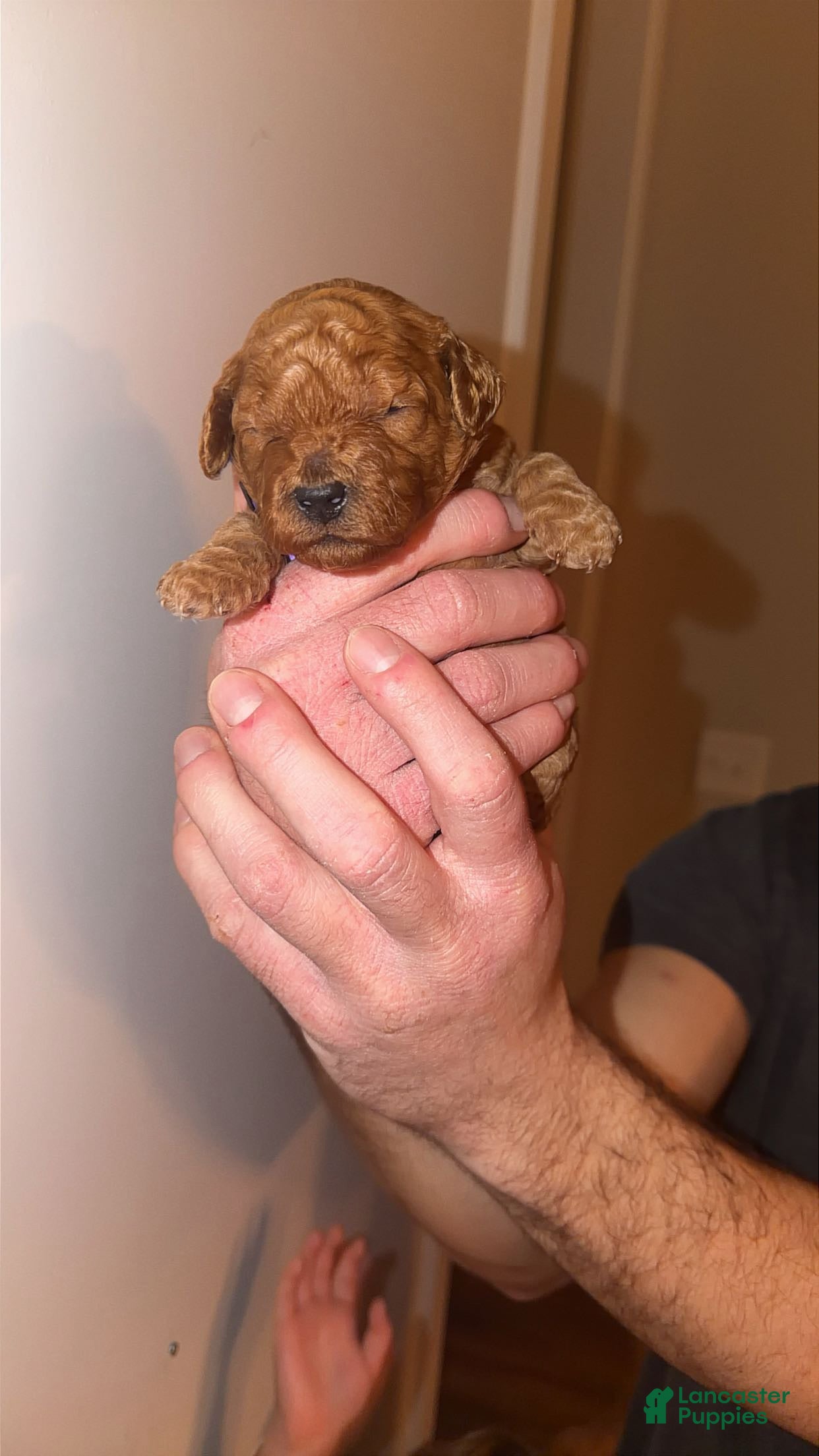 Mini Goldendoodle dogs Mini Goldendoodle Puppy 7 - Ad 17