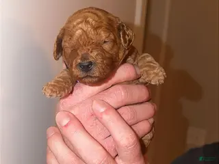 Mini Goldendoodle dogs Mini Goldendoodle Puppy 7 - Ad 17