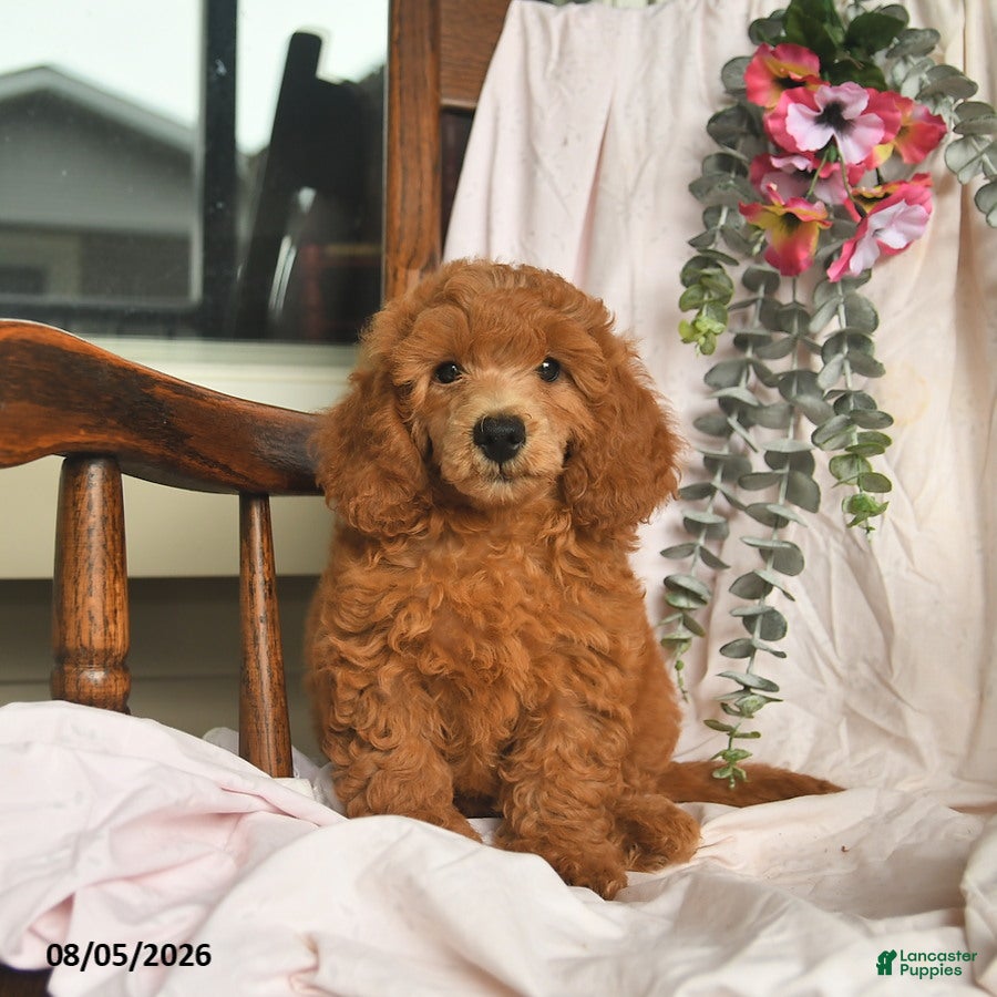 Miniature Poodle dogs Jone  - Ad 2