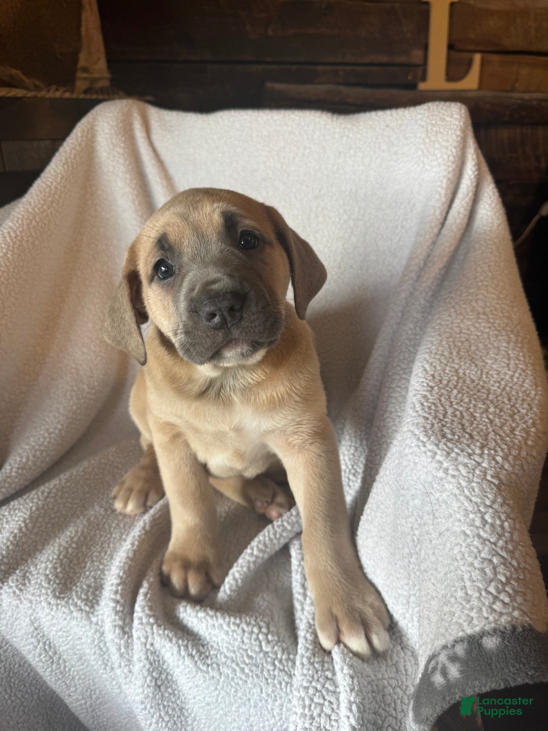 Cane Corso dogs for sale: Nala - Ad 1