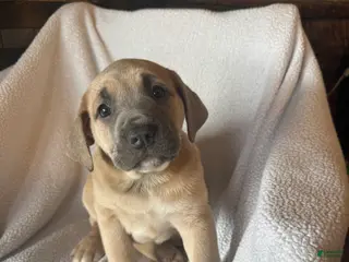 Cane Corso dogs Nala - Ad 42