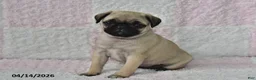 Pug dogs for sale: Jessica - Ad 5