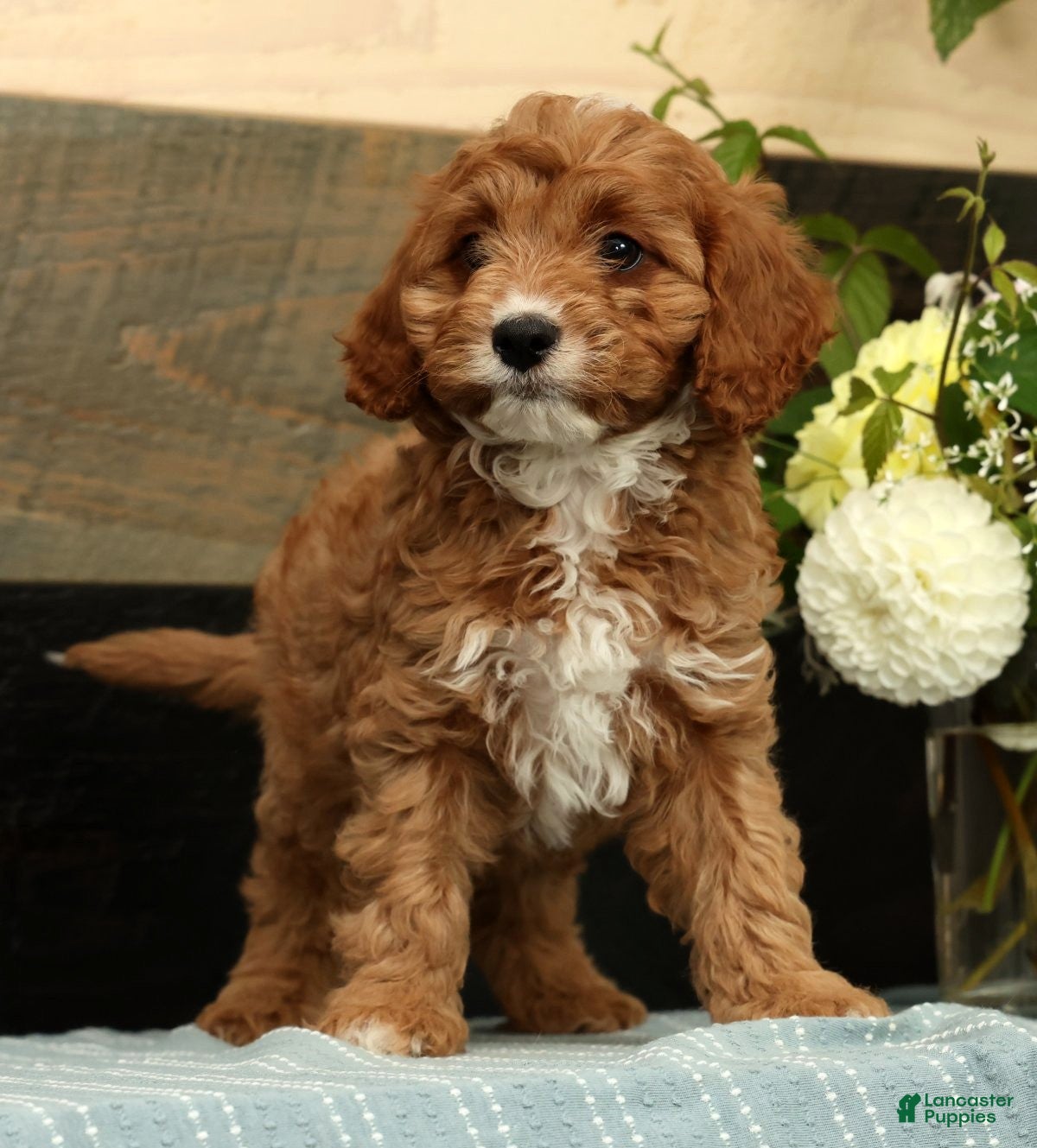 Cavapoo dogs Fern - Ad 2