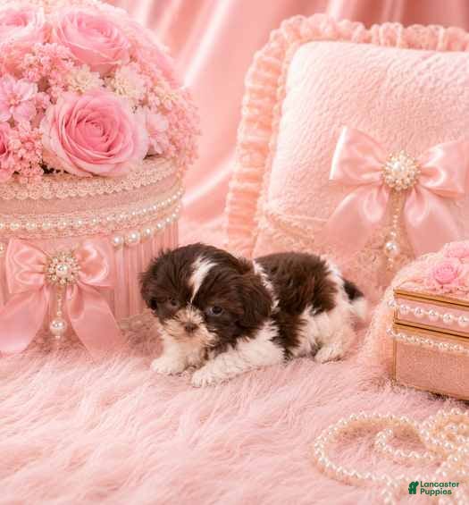 Shih Tzu dogs Shih Tzu 1 - Ad 21