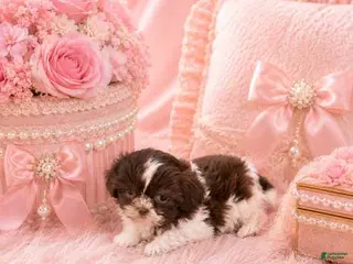 Shih Tzu dogs Shih Tzu 1 - Ad 21