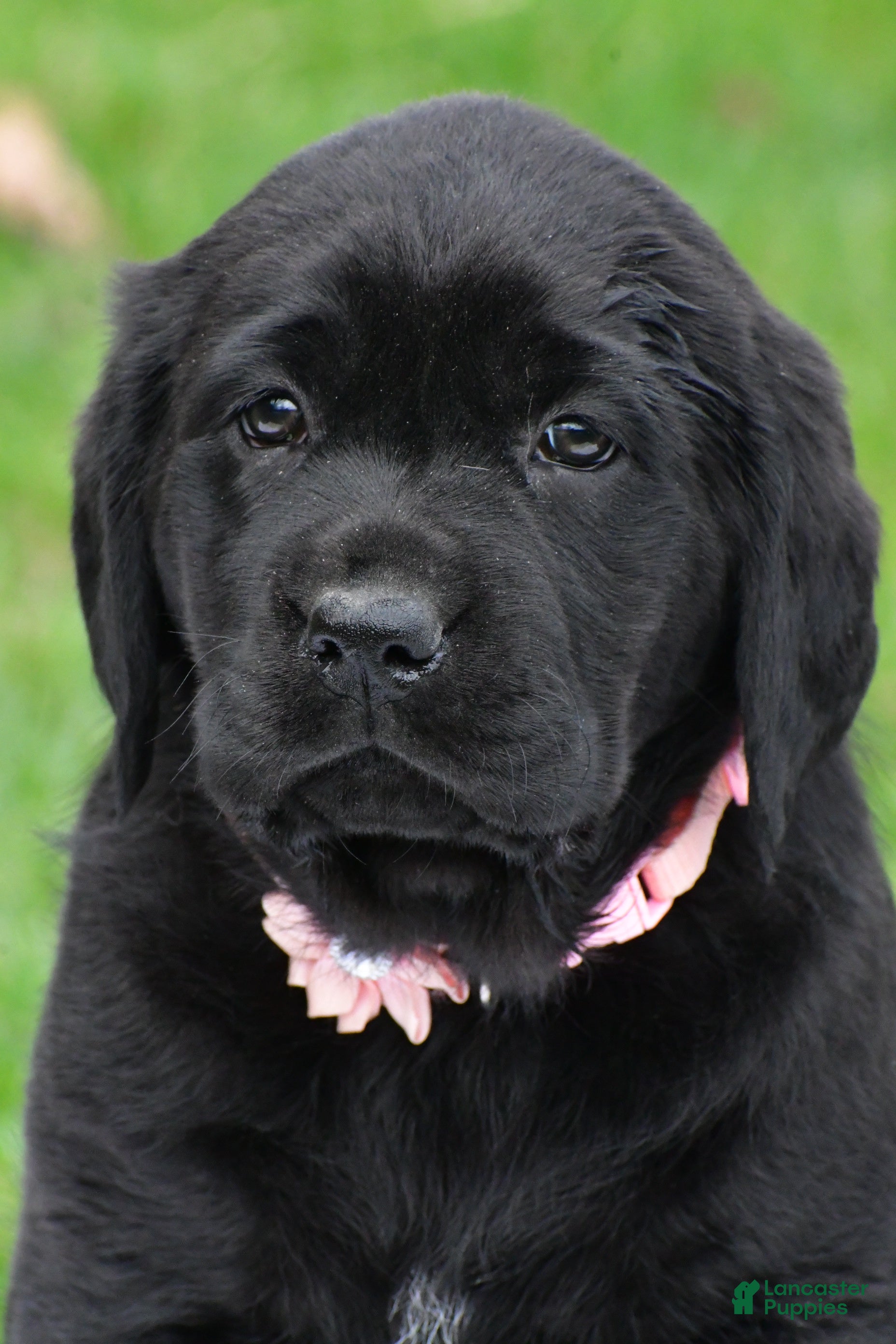 Labrador Retriever dogs Briella - Ad 2