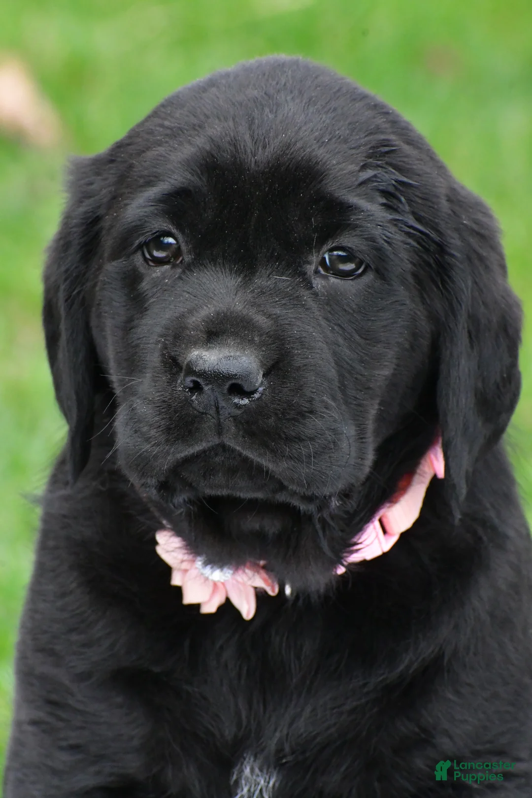 Labrador Retriever dogs for sale: Briella - Ad 2