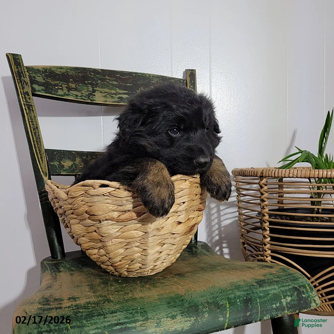 German Shepherd dogs for sale: Beauty - Ad 1