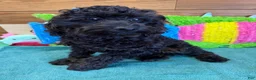 Cockapoo dogs for sale: Rocky - Ad 1