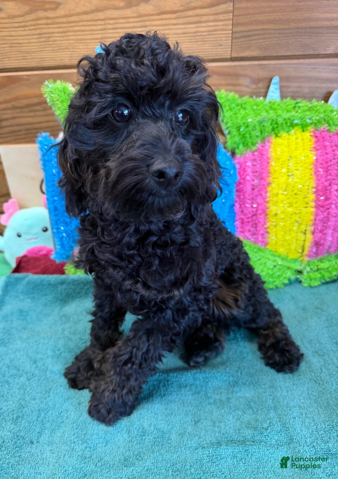 Cockapoo dogs for sale: Rocky - Ad 1