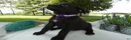 Sheprador dogs for sale: Sheprador 8 April  - Ad 3