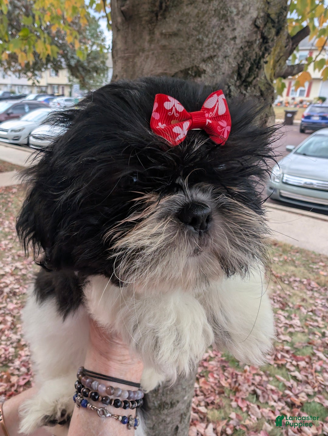 Shih Tzu dogs for sale: Shih Tzu Puppy 3 - Ad 1