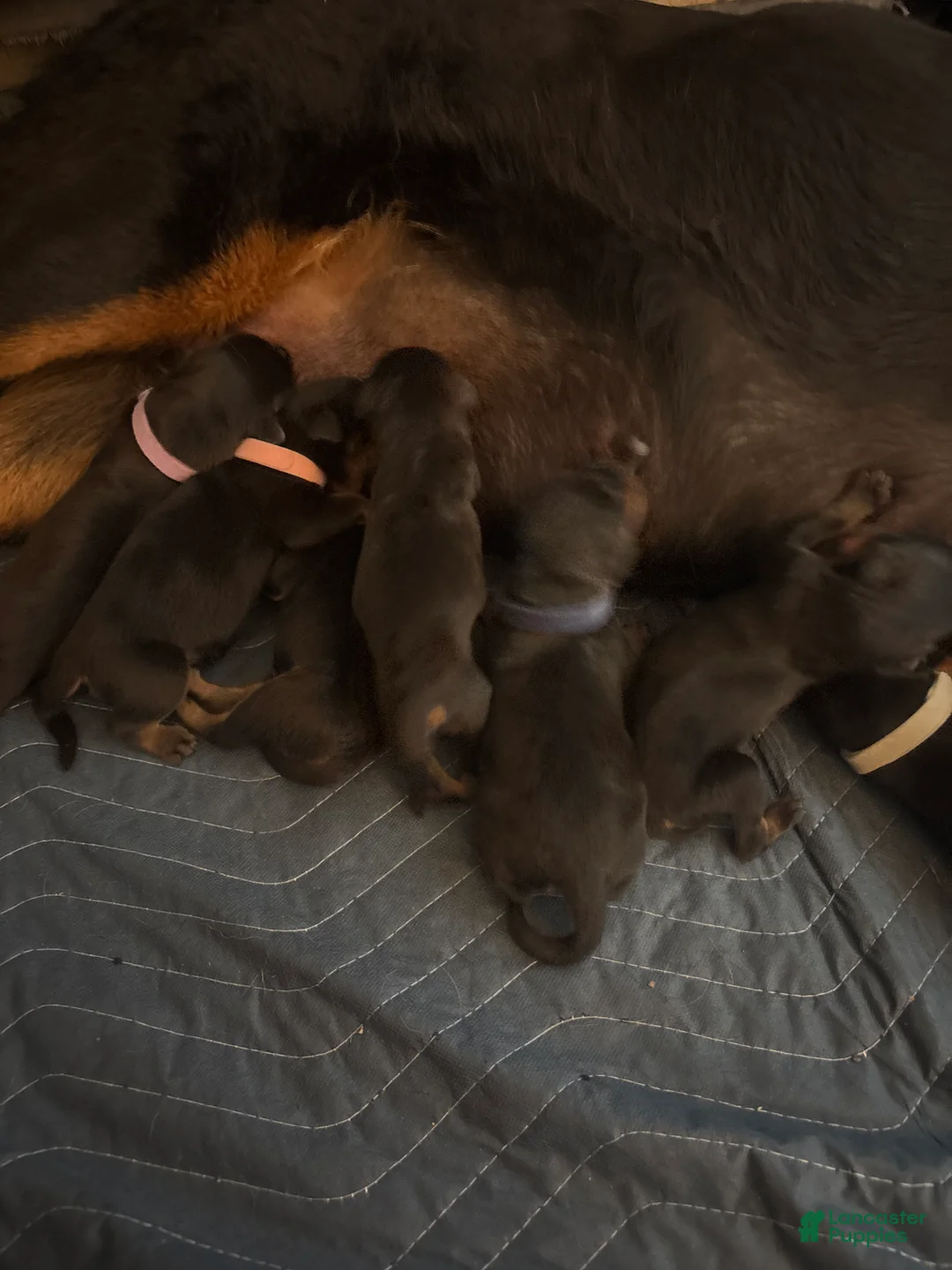 Rottweiler dogs for sale: Rottweiler Puppy 5 - Ad 1