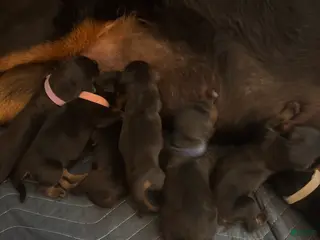 Rottweiler dogs for sale: Rottweiler Puppy 5 - Ad 3