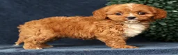 Cavapoo dogs for sale: Ingrid - Ad 5