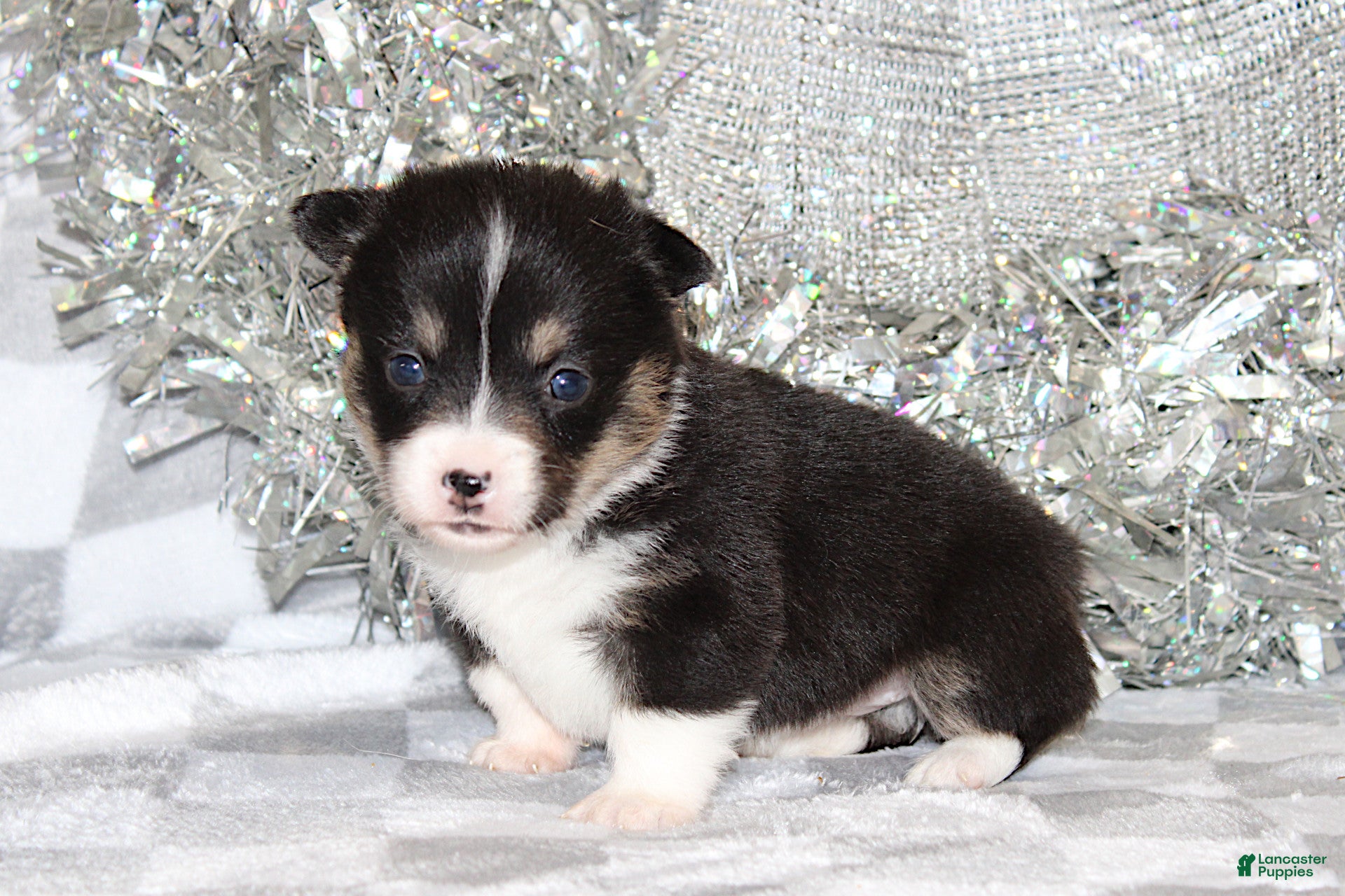 Welsh Corgi Pembroke dogs Carlotta - Ad 2