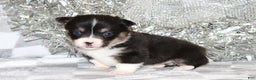 Welsh Corgi Pembroke dogs for sale: Carlotta - Ad 2