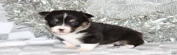 Welsh Corgi Pembroke dogs for sale: Carlotta - Ad 2