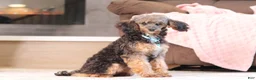 Mixed Breed dogs for sale: Ranger (AKC) - Ad 5
