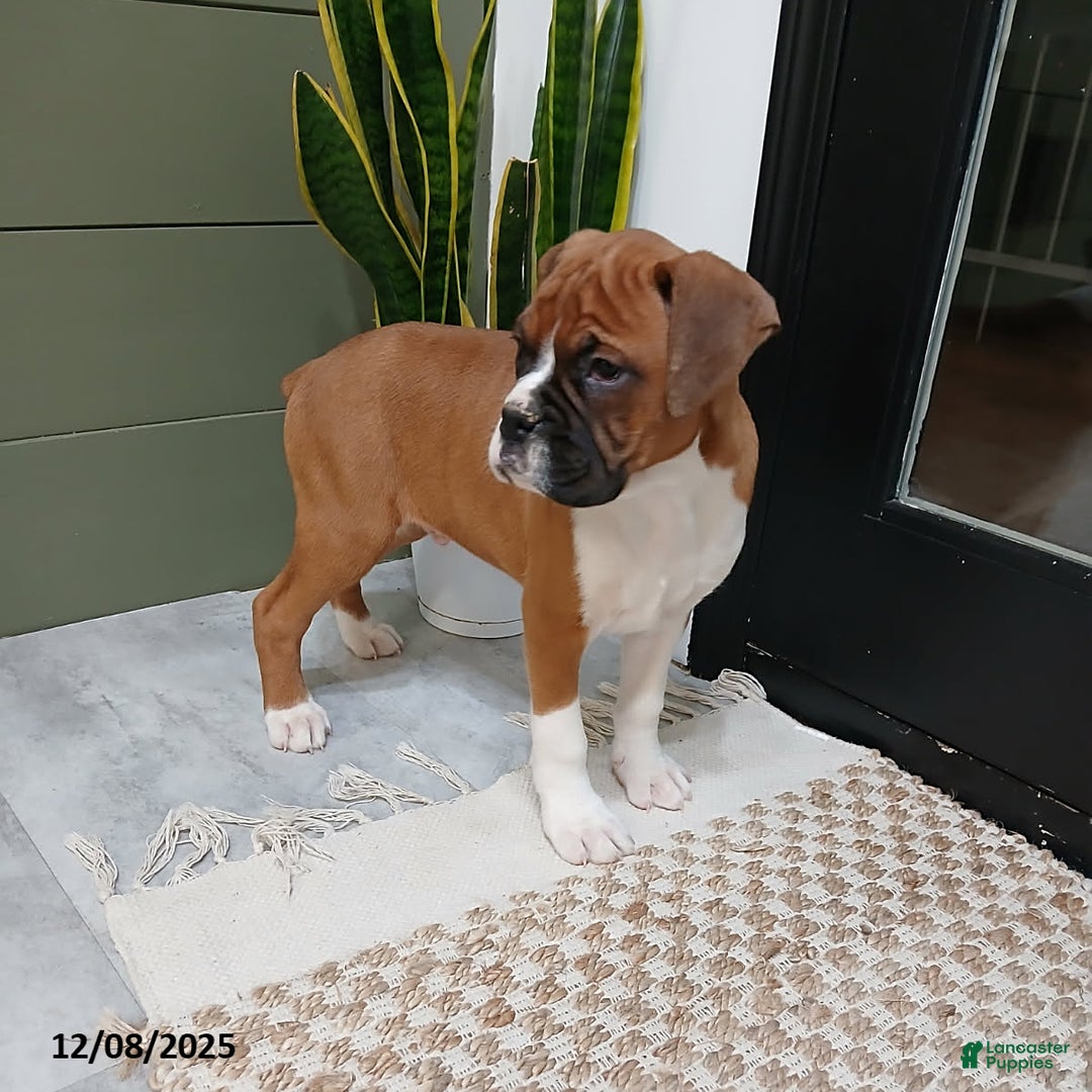Boxer dogs for sale: Riley - Ad 4