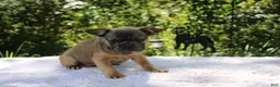 French Bulldog dogs for sale: FOZZIE BEAR -FLUFFY CARRIER (bottle baby) - Ad 1