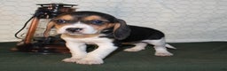 Beagle dogs for sale: Mia - Ad 5