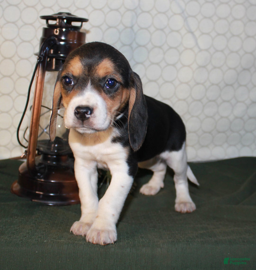 Beagle dogs for sale: Mia - Ad 5