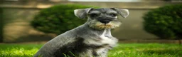 Miniature Schnauzer dogs for sale: Quest Miniature Schnauzer  - Ad 8