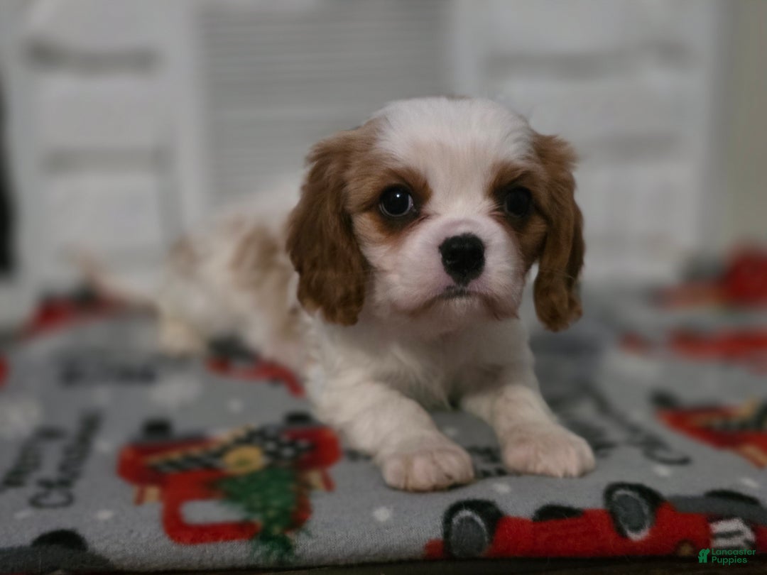 Cavalier King Charles Spaniel dogs for sale: Cavalier King Charles Spaniel Puppy 3 - Ad 3