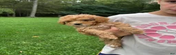 Mini Goldendoodle dogs for sale: Princess - Ad 9