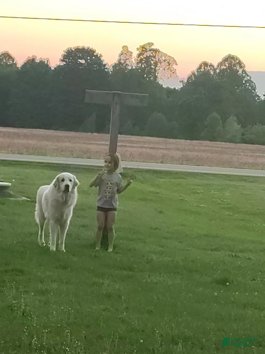 Great Pyrenees dogs for sale: Thor  - Ad 2