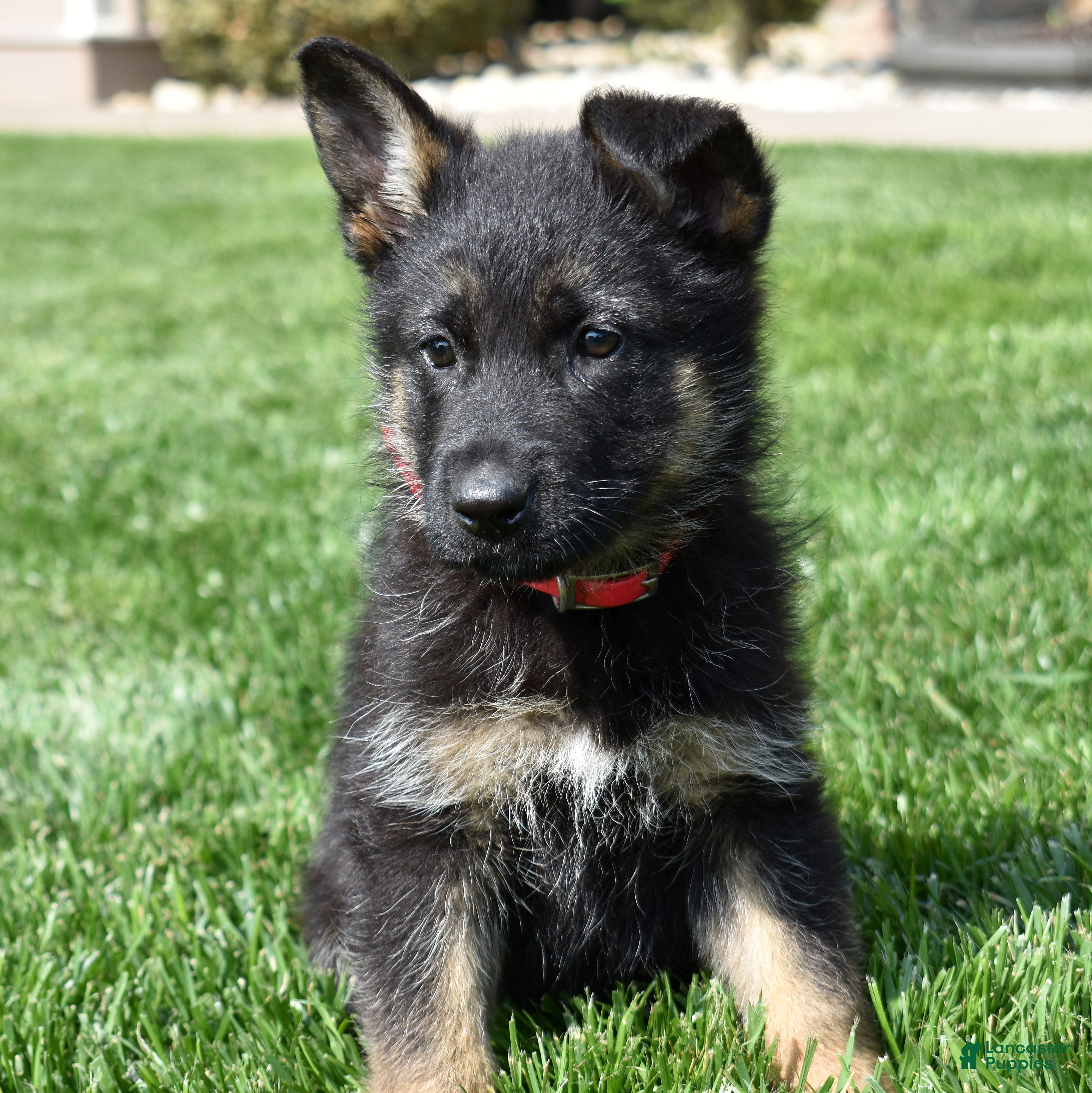 German Shepherd dogs Diamond - Ad 2
