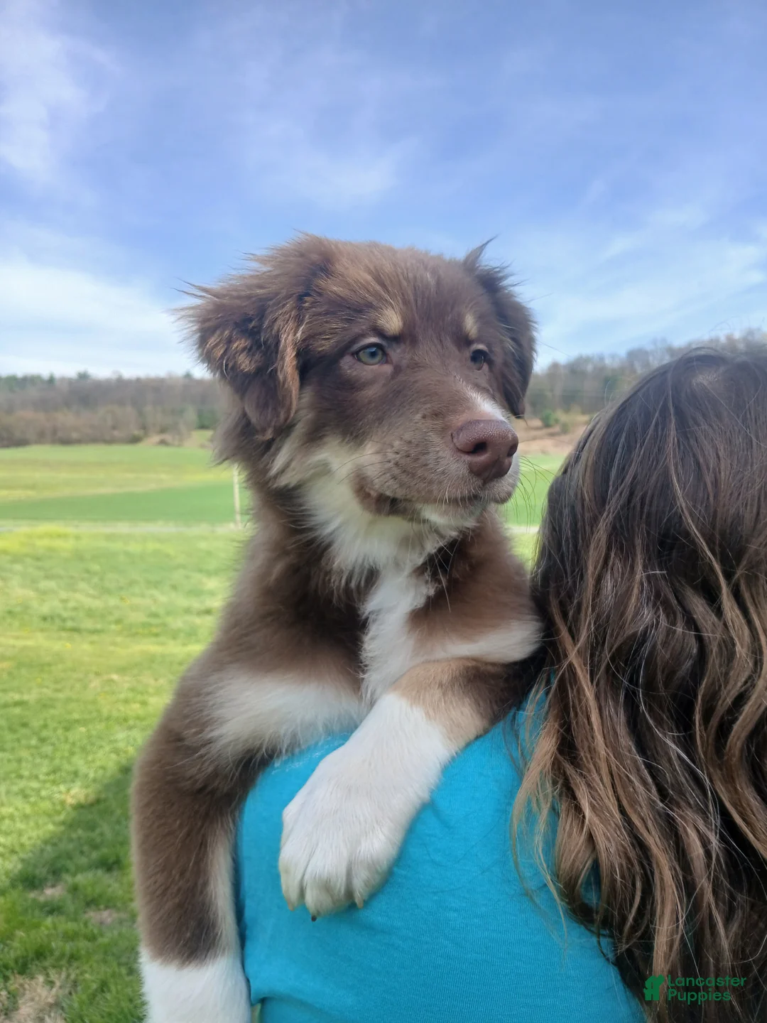 Australian Shepherd dogs for sale: Australian Shepherd Puppy Dakota - Ad 2