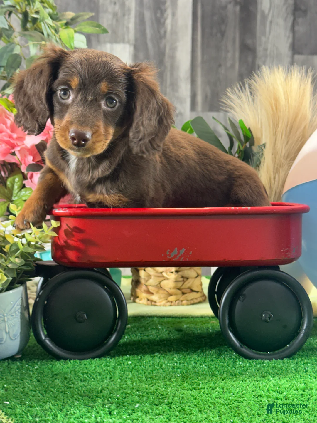 Miniature Dachshund dogs for sale: Diamond 💎  - Ad 3